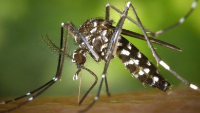Mosquito transmisor del dengue. Foto Pexels